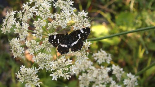 butterfly flower european map