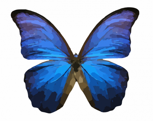 butterfly insect blue