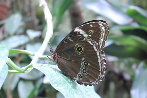 butterfly peacock butterfly butter fly