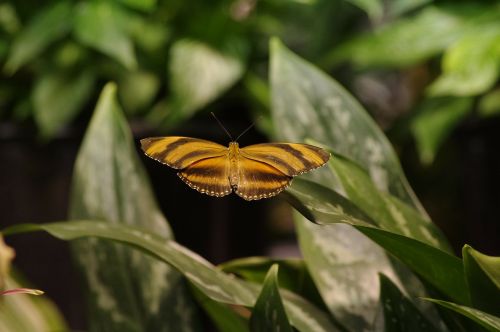 butterfly orange green