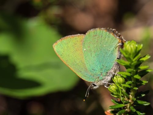 butterfly insect color