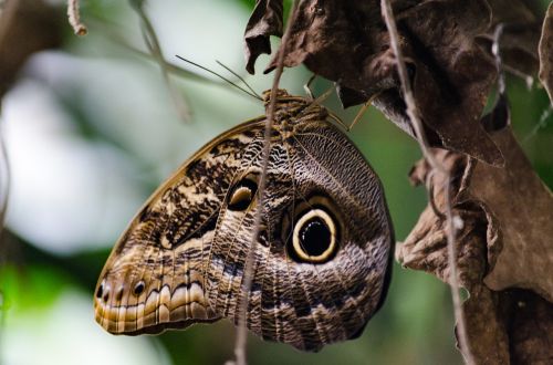 butterfly nature insect