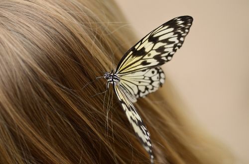 butterfly hair sitting