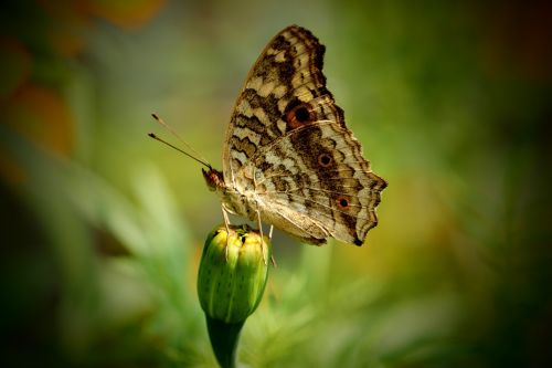 butterfly love nature