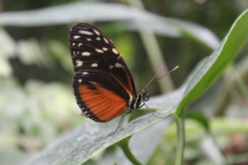 butterfly nature insect