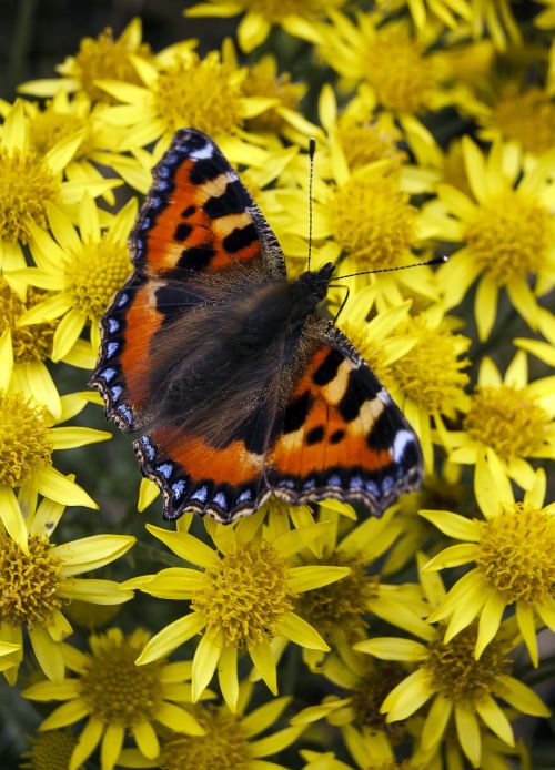 butterfly tortoiseshell orange