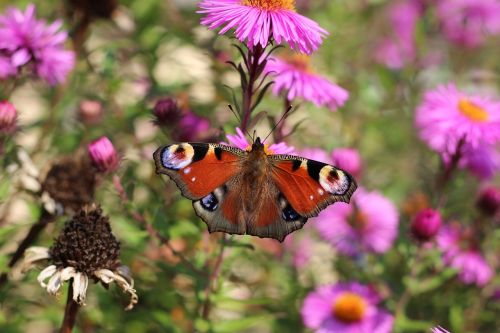 butterfly peacock butterfly insect