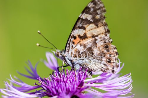 butterfly flower blossom