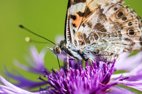 butterfly flower blossom