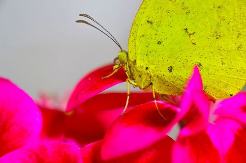 butterfly yellow butterfly affix