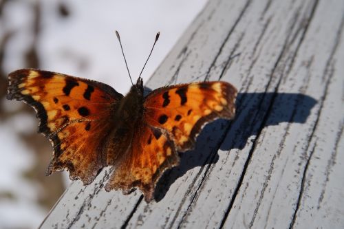 butterfly sunshine wing