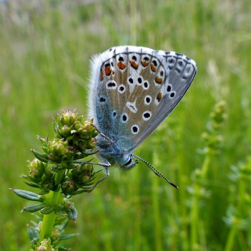 butterfly nature insect