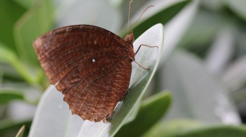 butterfly the natural insects