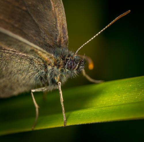 butterfly insect lepidoptera