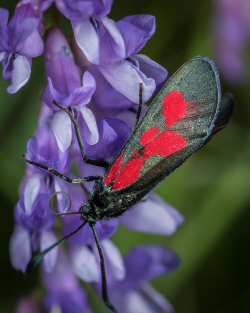 butterfly insect nature