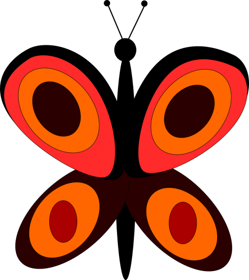 butterfly orange insect