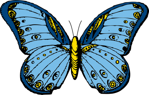butterfly insect polymorphism