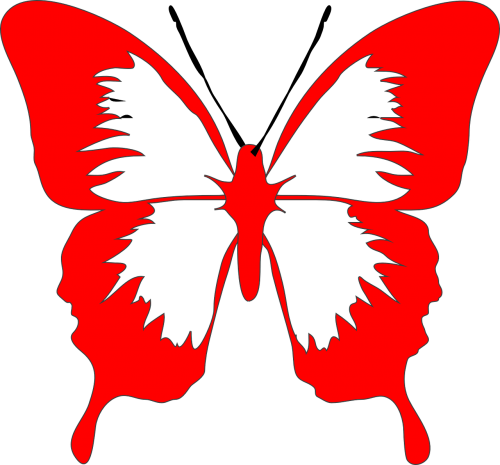 butterfly fly moth