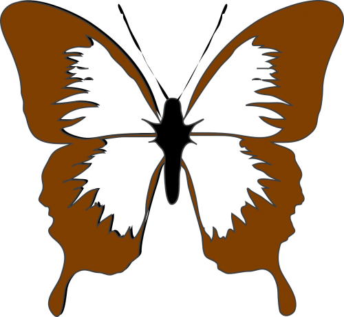 butterfly insect brown