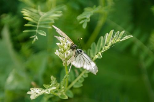 butterfly nature plant