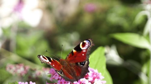 butterfly nature insect