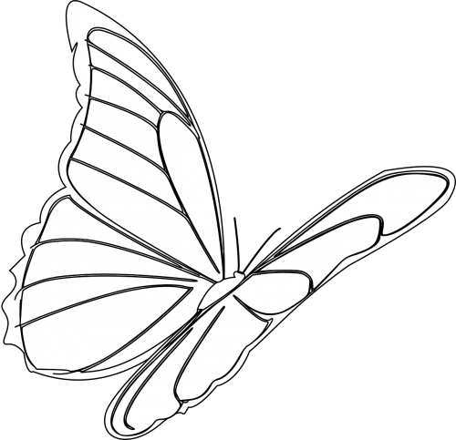 butterfly flying insect