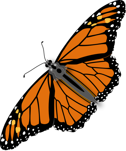 butterfly monarch male