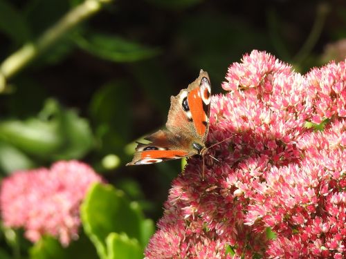 butterfly flower nature