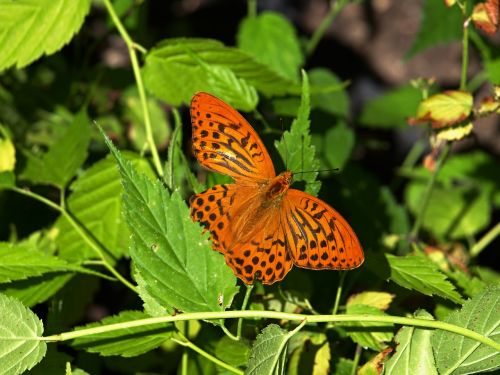 butterfly forest