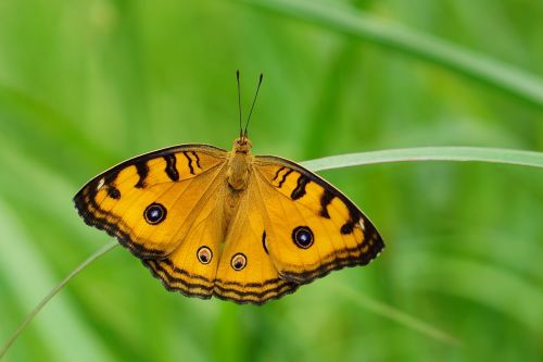 butterfly insect nature