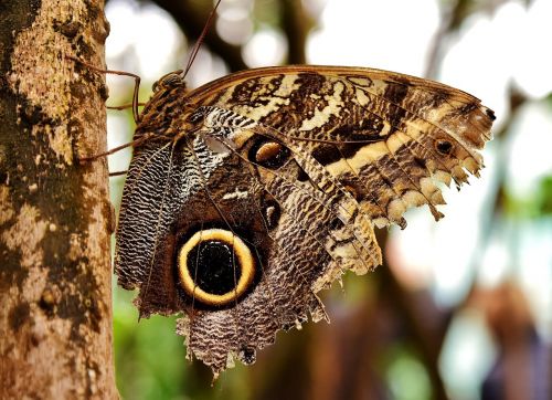 butterfly owl butterfly edelfalter
