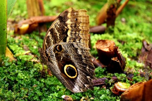 butterfly owl butterfly edelfalter