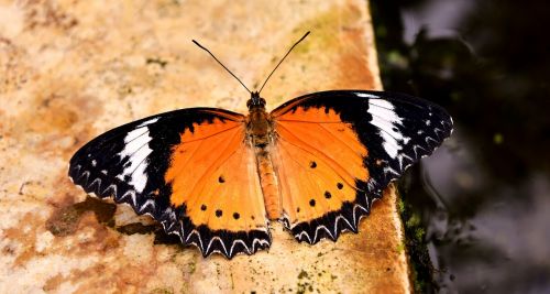 butterfly orange probe