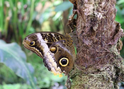 butterfly insect owl butterfly
