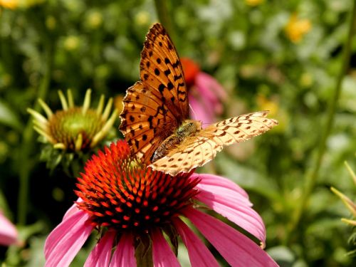 butterfly flower