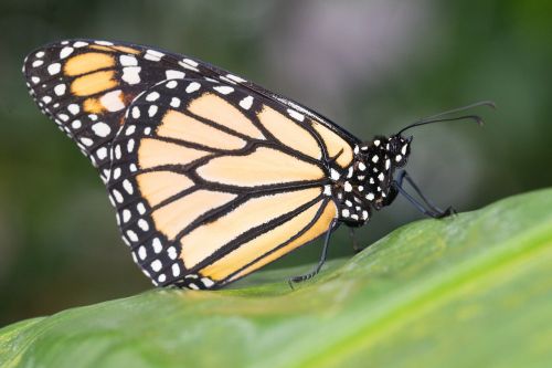 butterfly insect nature