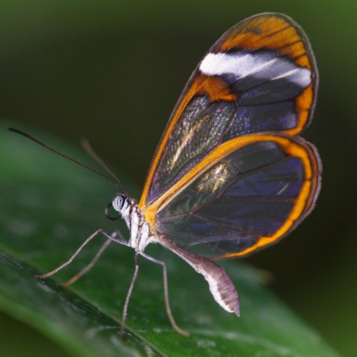 butterfly insect wing