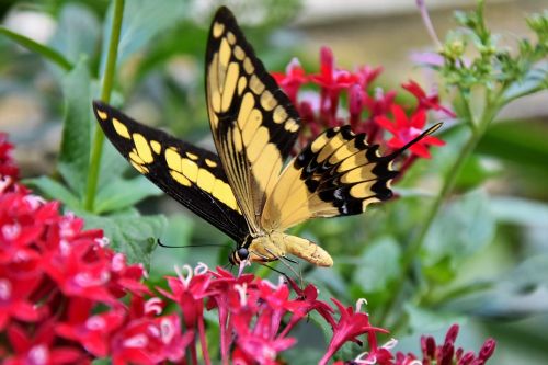 butterfly schwalbenschwänzchen insect