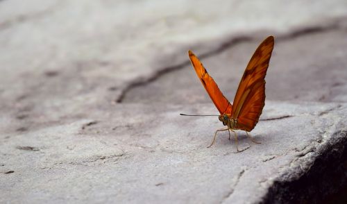 butterfly wing orange
