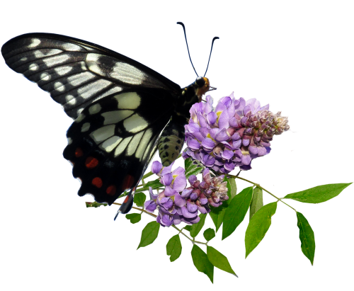 butterfly wisteria insect