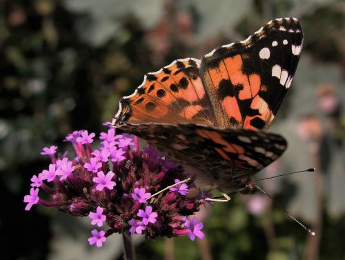 butterfly insect nature