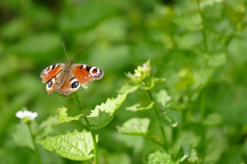 butterfly nature leaf