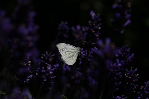 butterfly nature insect