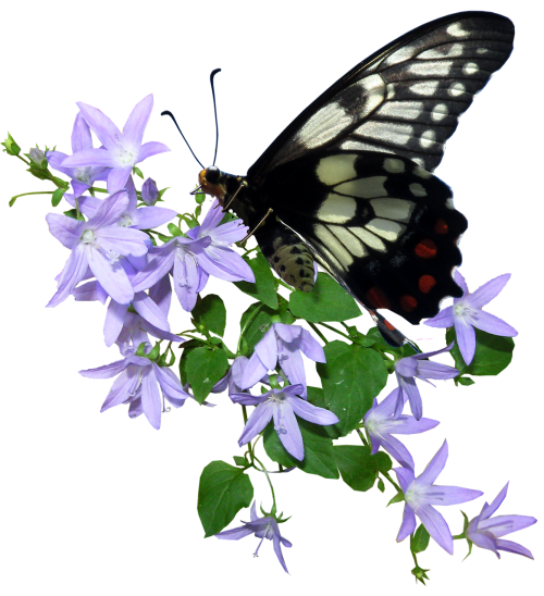 butterfly flower insect