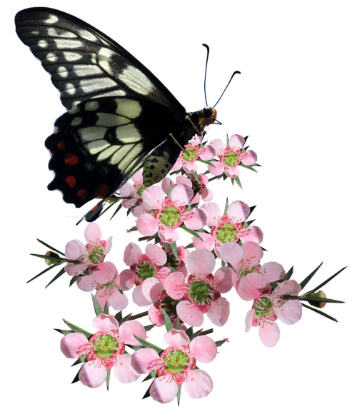 butterfly tea tree flower