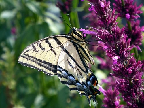 butterfly lepidoptera nature