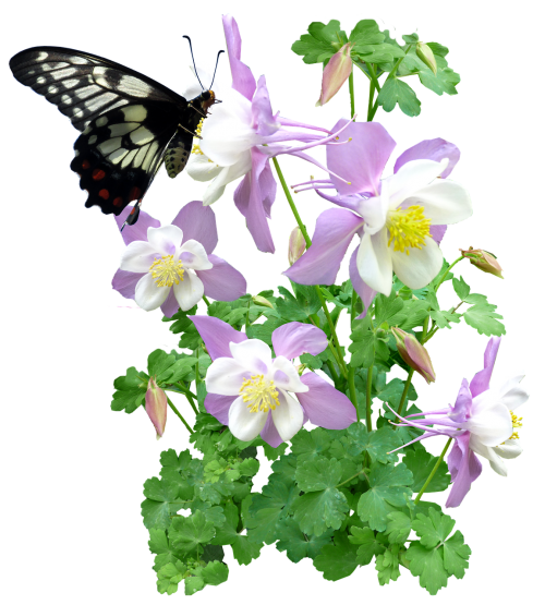 butterfly insect flowers