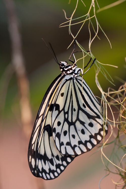 butterfly baumnymhe insect