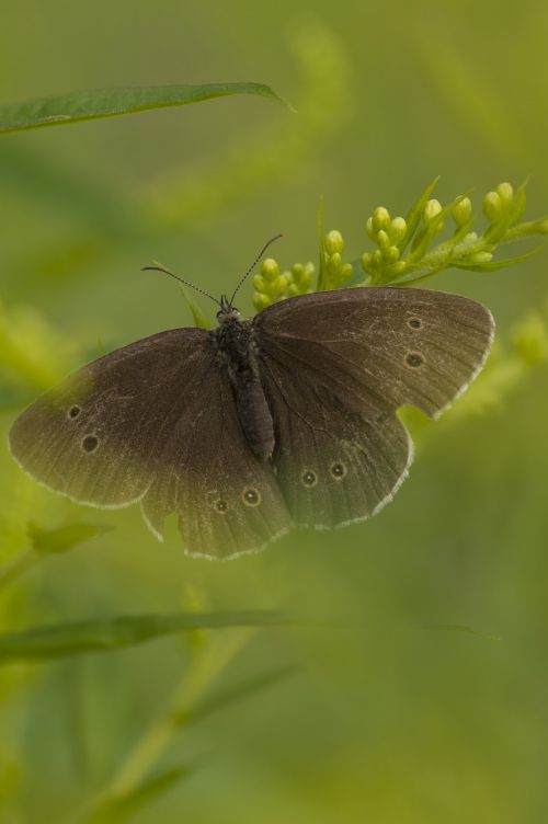 butterfly nature insect