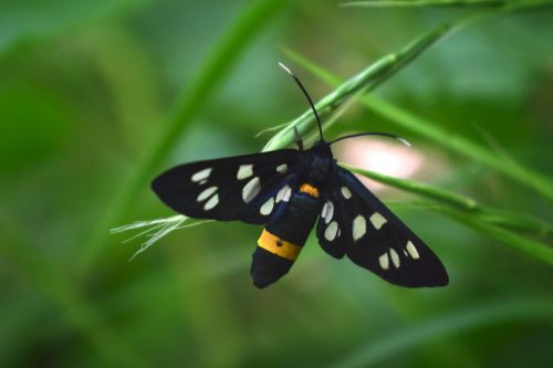 butterfly insect nature